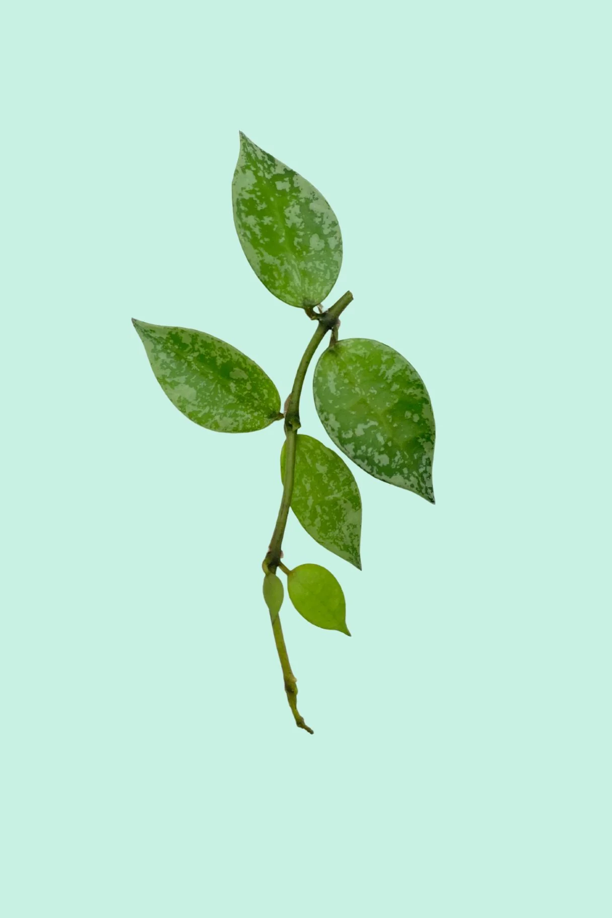 Plantes lumineuses